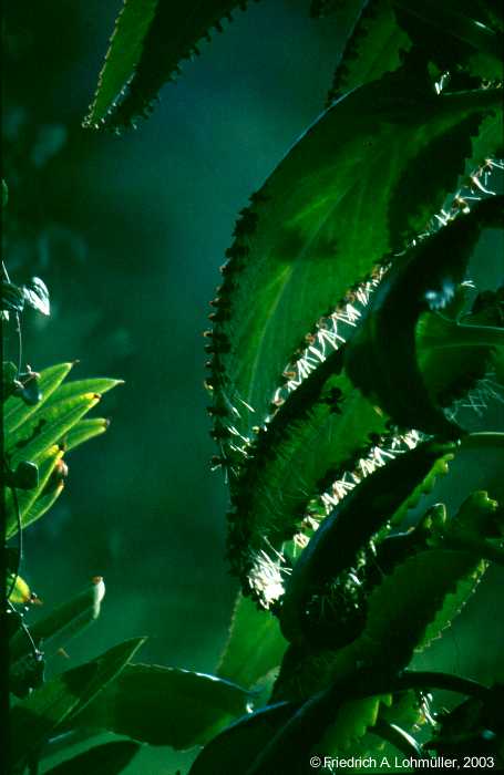 Kalanchoe daigremontiana