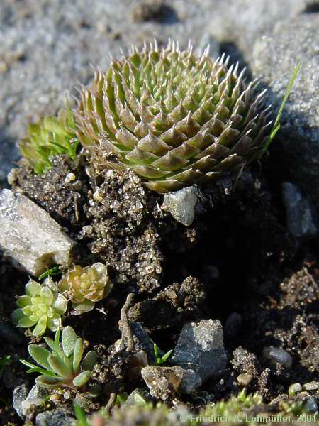 Orostachys minuta