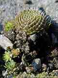 Orostachys