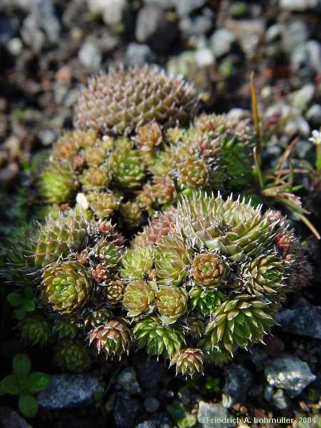 Orostachys minuta