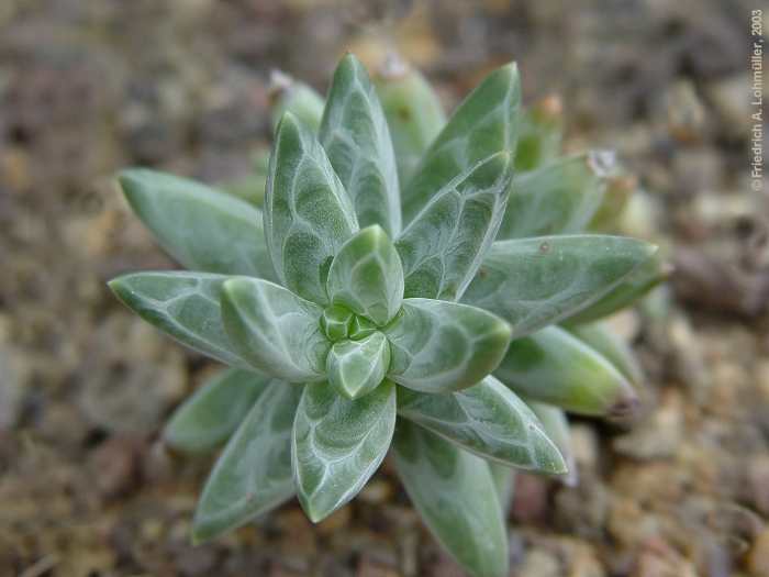 Pachyphytum brevifolium