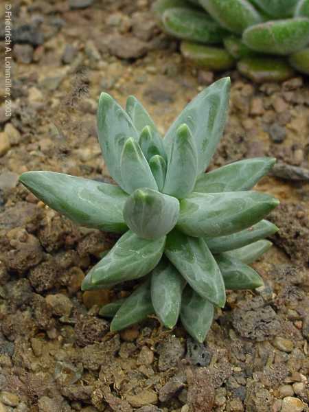 Pachyphytum brevifolium