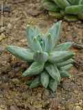Pachyphytum brevifolium