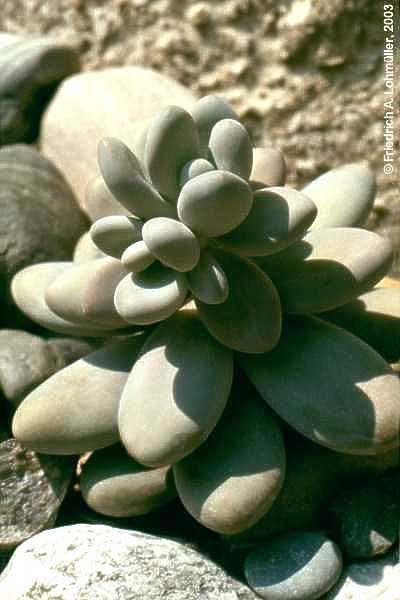 Pachyphytum oviferum