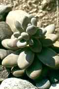 Pachyphytum