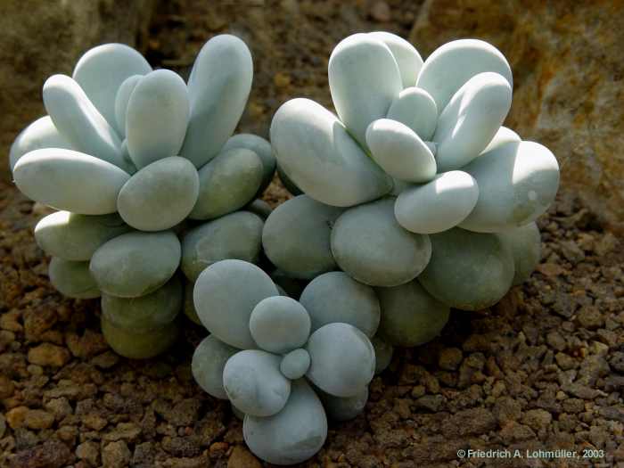 Pachyphytum oviferum