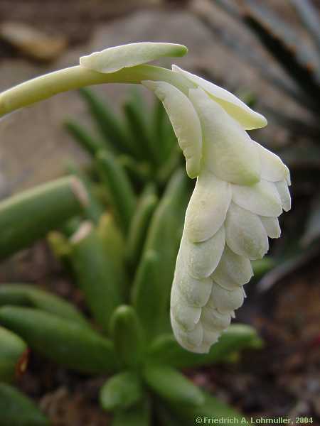 Pachyphytum viride