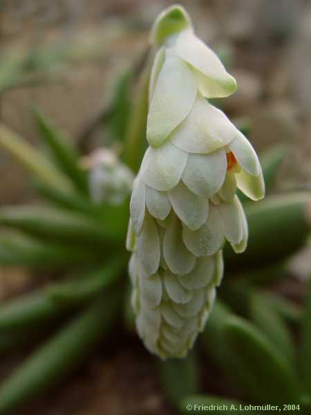 Pachyphytum viride