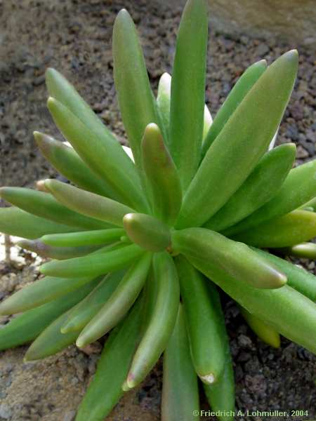 Pachyphytum viride