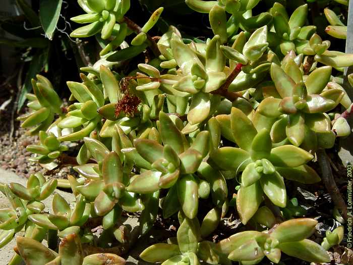 Sedum nussbaumeriana