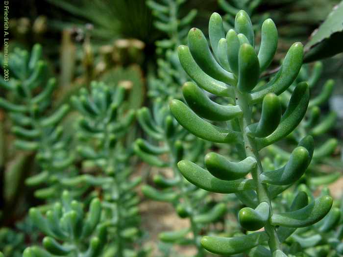 Sedum pachyphyllum