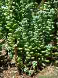 Sedum treleasei