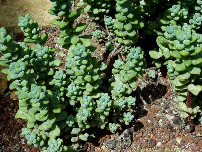 Sedum treleasei