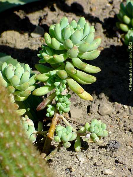 Sedum pachyphyllum