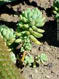 Sedum pachyphyllum