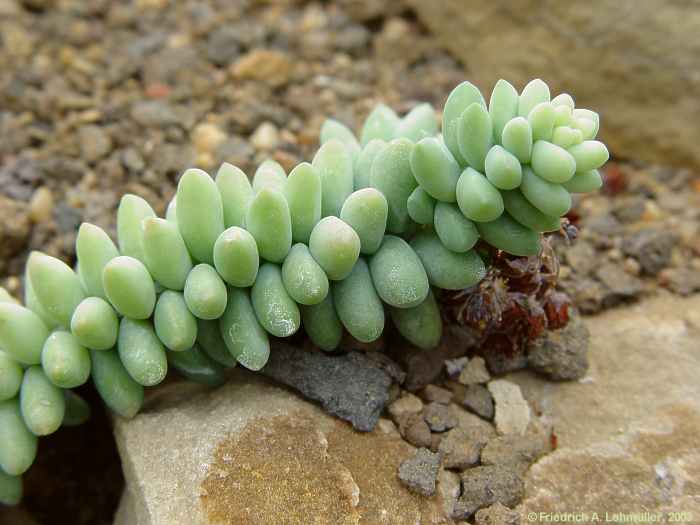 Sedum burrito