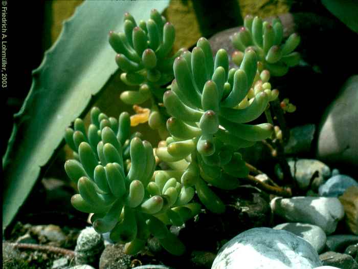 Sedum pachyphyllum