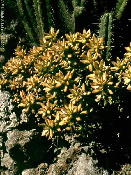 Sedum nussbaumeriana