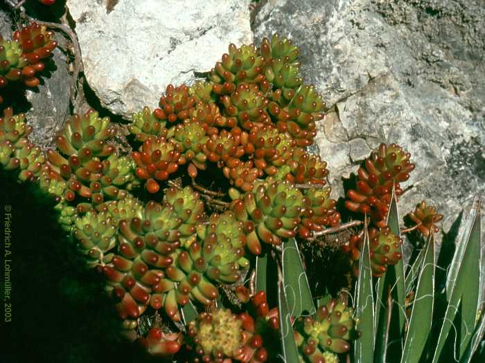 Sedum pachyphyllum