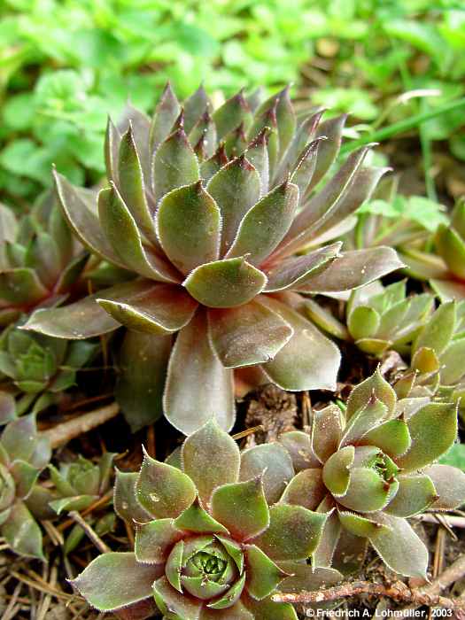 Sempervivum species cv.