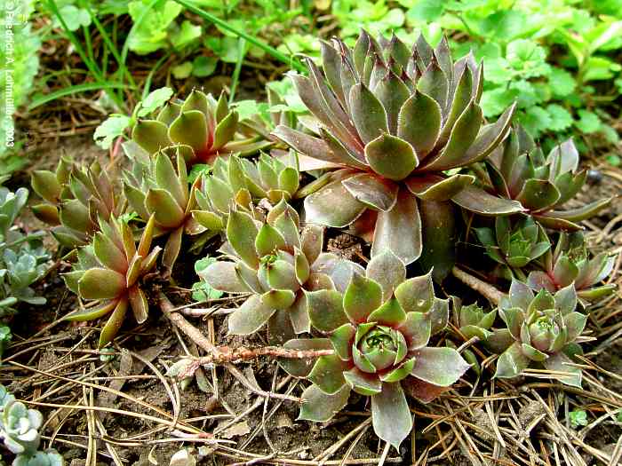 Sempervivum species cv.