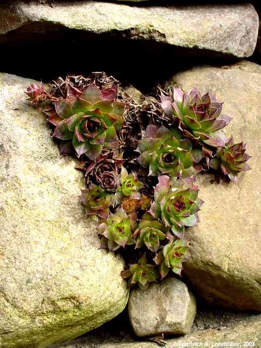 Sempervivum tectorum cv.