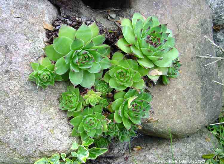 Sempervivum tectorum cv.