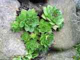 Sempervivum tectorum cv.