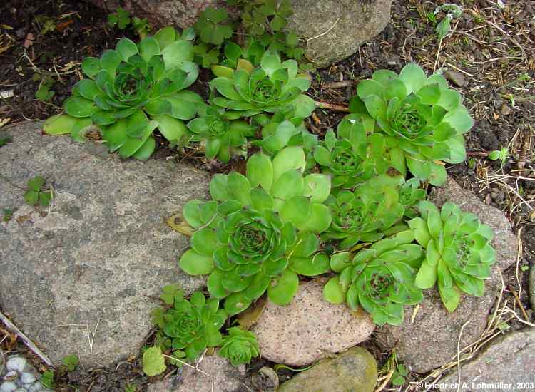 Sempervivum tectorum cv.