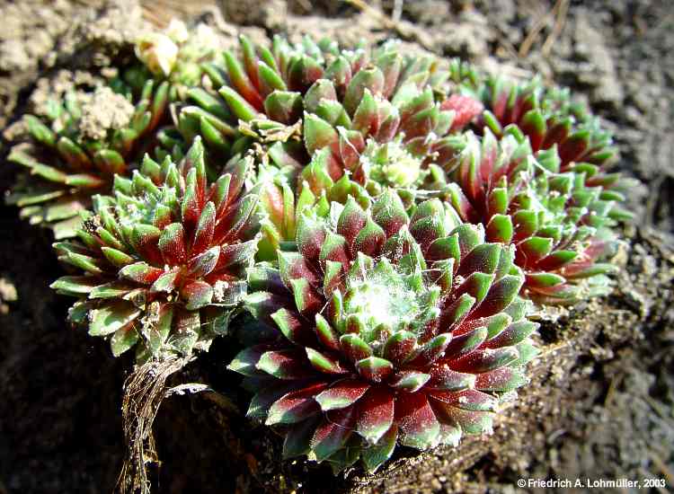 Sempervivum arachnoideum cv.