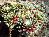 Sempervivum arachnoideum cv.