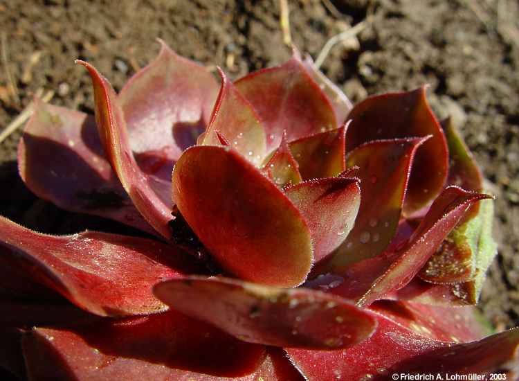 Sempervivum species cv.