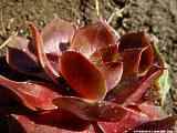 Sempervivum species