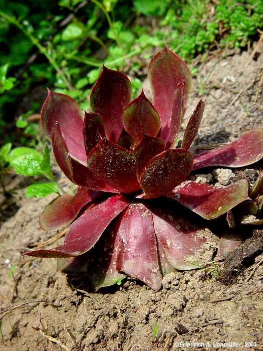 Sempervivum species cv.