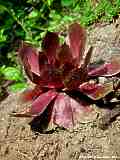 Sempervivum species