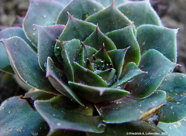 Sempervivum species cv.