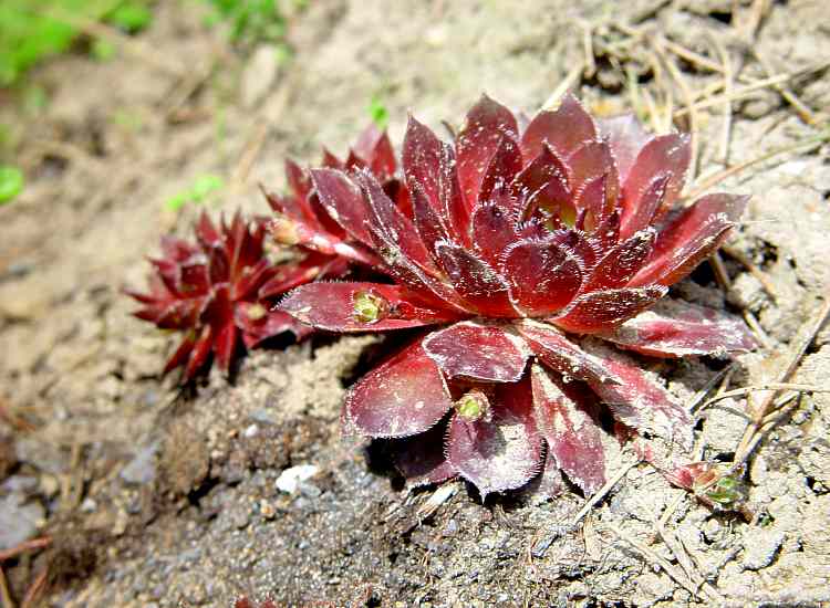 Sempervivum species cv.