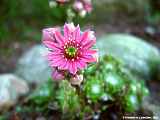 Sempervivum arachnoideum cv.