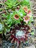 Sempervivum arachnoideum cv.