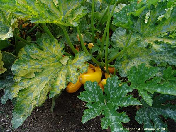 Cucurbita pepo