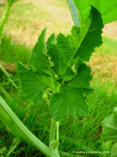 Cucurbita pepo