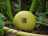 Cucurbita pepo