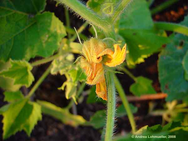 Cucurbita pepo