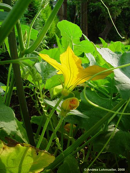 Cucurbita pepo