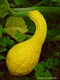 Cucurbita pepo