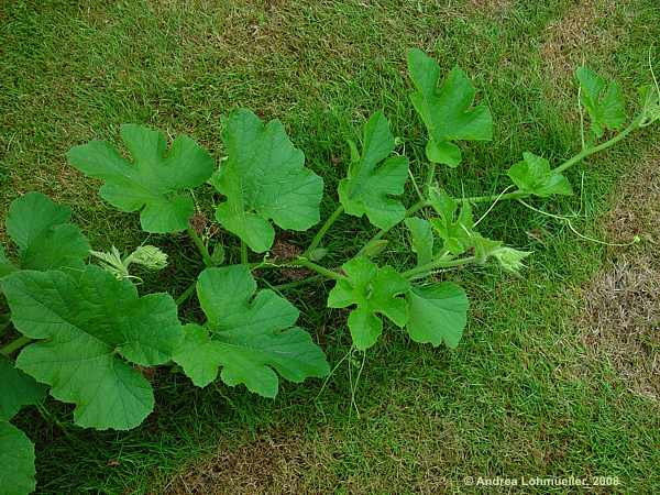 Cucurbita pepo