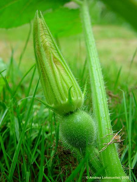 Cucurbita pepo