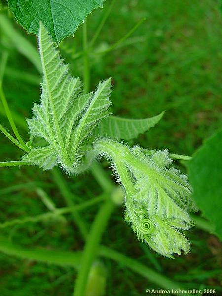 Cucurbita pepo