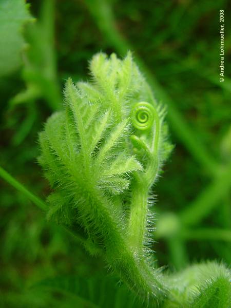 Cucurbita pepo