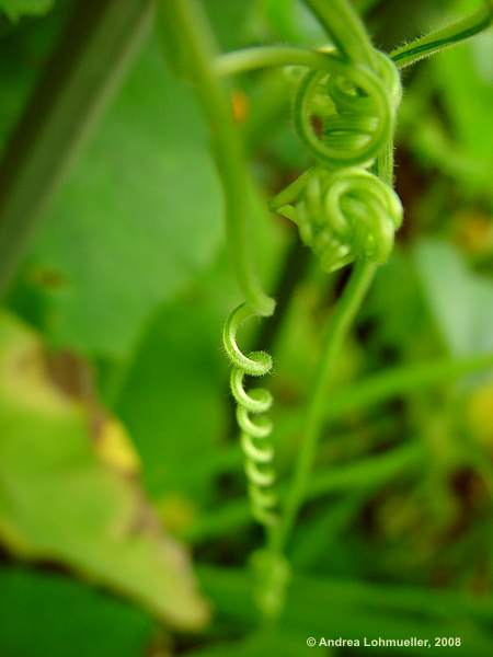 Cucurbita pepo